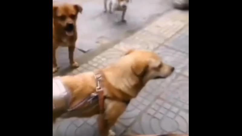 Противозачаточные