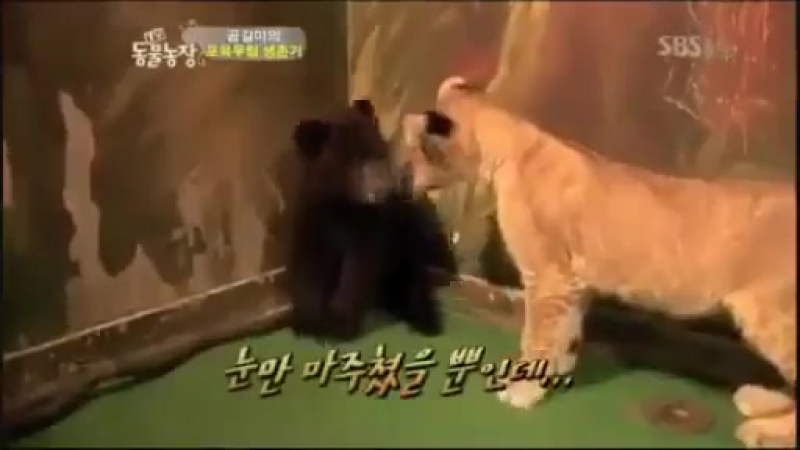 Медвежонок и львенок