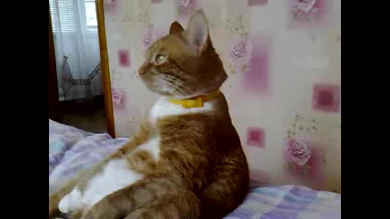 Кошак porn video – Прикольный кошак)))