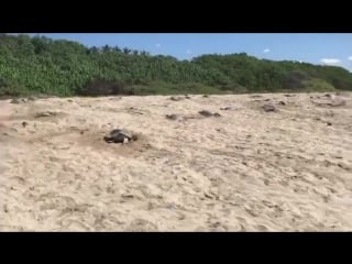 Meanwhile in guy oversees turtles laying eggs on beach