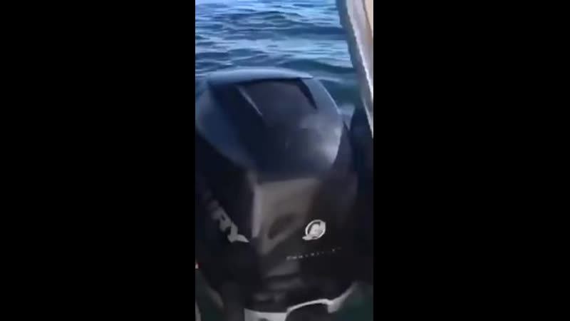 Маленький тюленчик спасся на лодке от злобных касаток