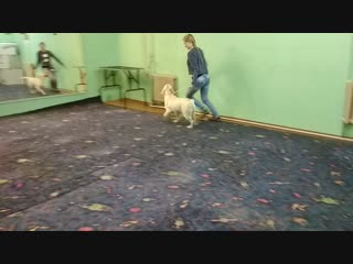 Видео от dogdance&educational training&handling