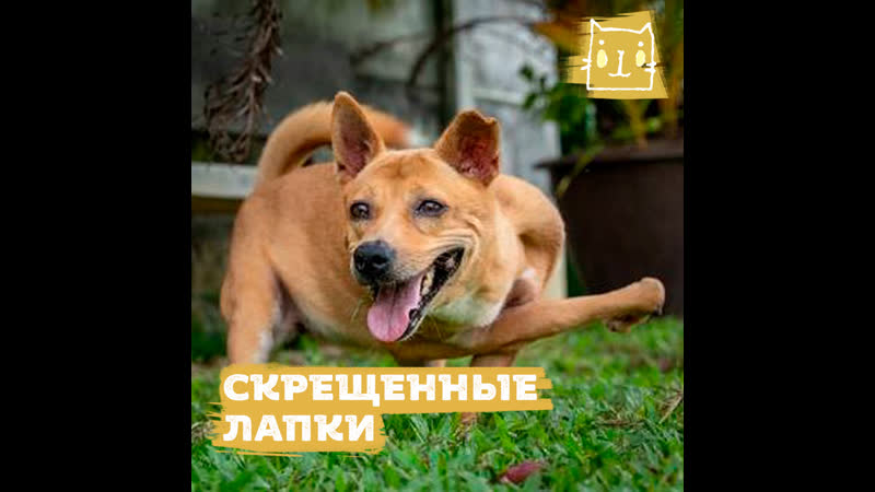 Собачка опия со скрещенным лапками