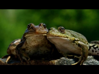 Как лягушки переносят зиму (рассказывает биолог николай поярков)
