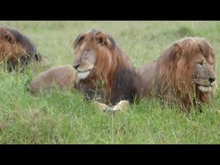 Notch coalition of big male lions under the rain masai mara near matira bush