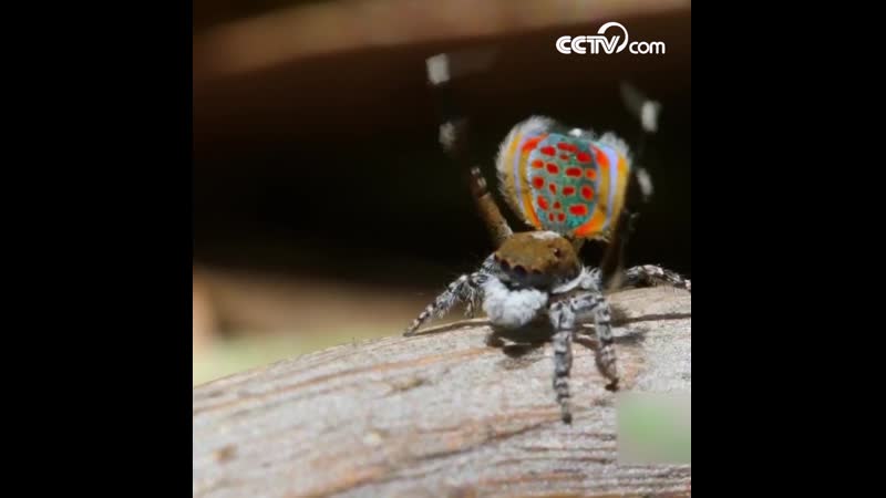 Паук павлин старается привлечь самок танцем и брюшком