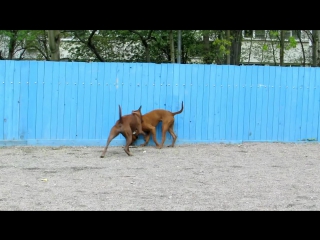 Thai ridgeback amalia and brus 2