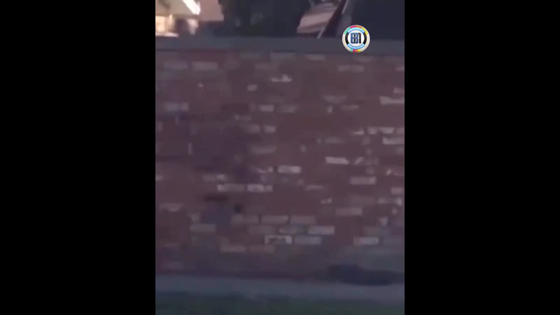 Дружелюбный сосед