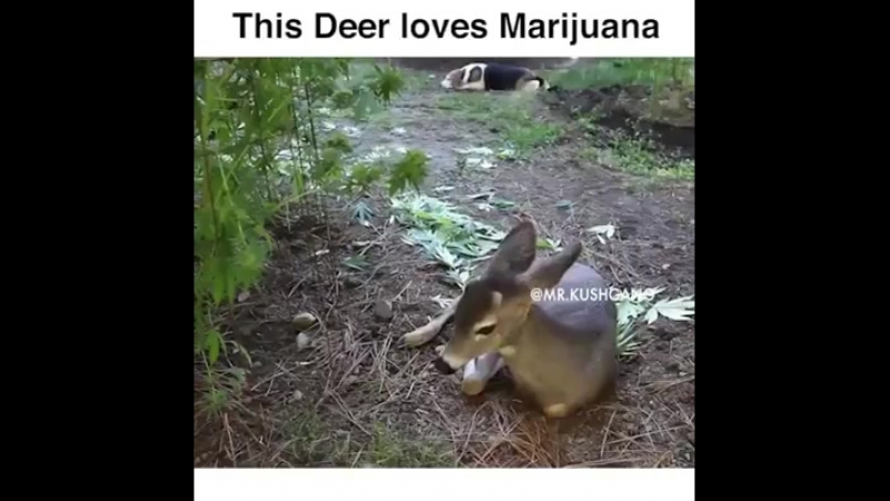 Косуля, которая любит коноплю