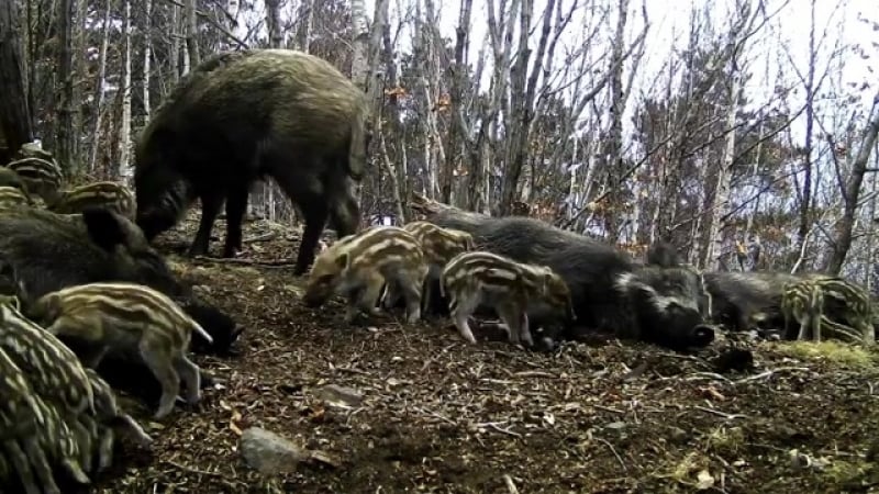 Сиеста кабаньего стада