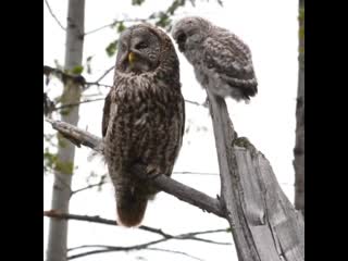 Бородатая неясыть (лат great grey owl) и слёток