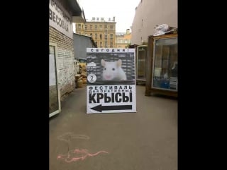 Фестиваль крыс в этажах!