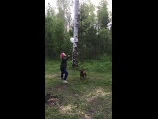 Dog plays with a balloon viralhog