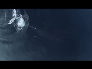 Kanada in den wäldern der westküste kurzen prozess machen