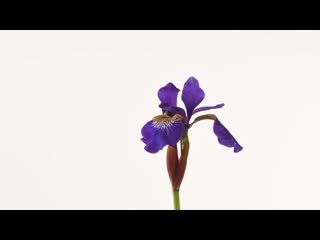 Раскрытие цветков бородатого ириса и iris sibirica