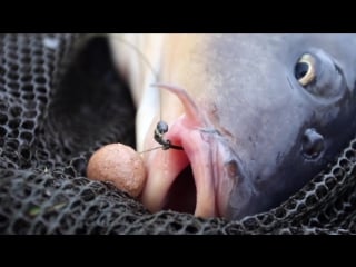 Next level carp fishing vol 3 trailer