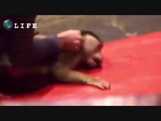 За кулисами цирка