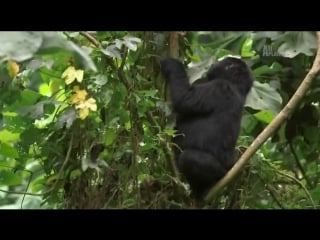 Porn planet большиие и страшные горные гориллы