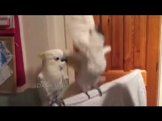 Bird meme x smile sweet sister cyka blyat meme hd mp4