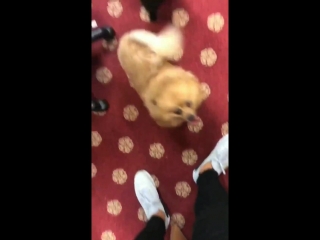 Mood hatchi crying during little me