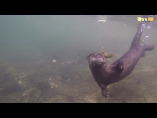 Bbc неутомимые выдры (2017) hd 720