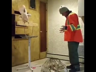 This is the angriest bird i’ve ever seen