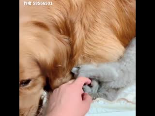 Lonely golden retriever gets a cute kitten friend