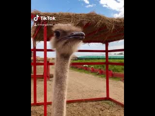 Margarita petrosyants 20200813 3 mp4