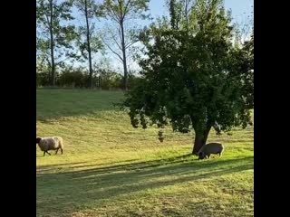 Had to leave the pig and his friend the ram jeff goldblum behind on our morning walk