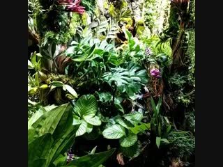 Terrarium vanda video 1544290264915 mp4