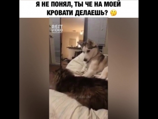 Наглый котяра