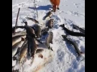 Большому куску и рот рад😉