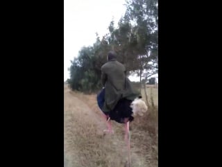 How to ride ostrich