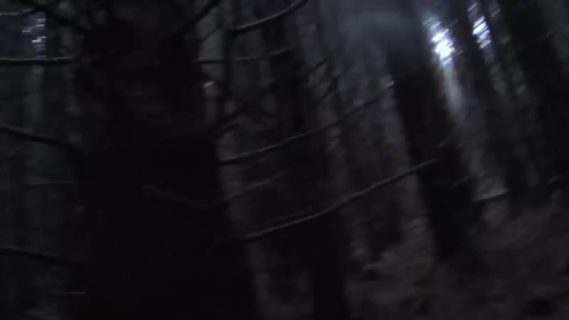 Woodcock hunting complilation with english setter della serpentara