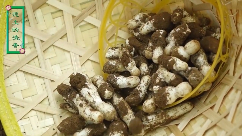 Сельская мама ''нунцунь мама'' грибы ''баймогу'' (шампиньон узкий) отварные в кляре сбор грибов ''баймогу'' в весеннем лесу