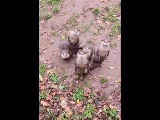 Голодные зверьки