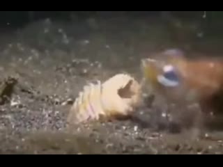 Bobbit worms are real life monsters