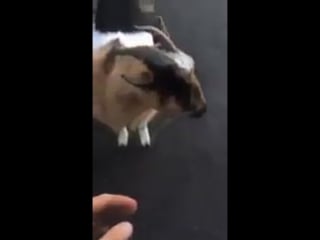 Карл встретил ламу (огого видео)