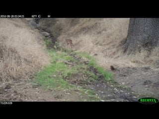 Cougar family in summer on tejon ranch