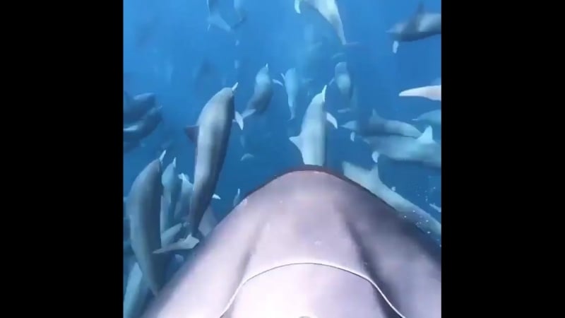 Наперегонки с дельфинами