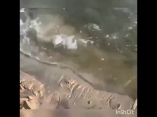 Поймали гиганта gjqvfkb ubufynf