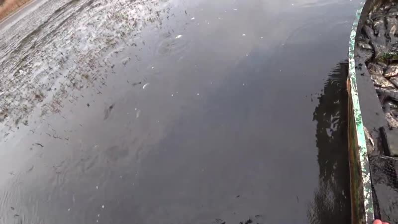 [vitalik ignatyuk] ловля огромных карпов и карася руками и подсаком на спущенном пруду