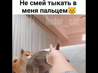 Пёсик на заднем фоне озадаченный стоит😂😂😂