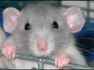 Крысиный король или кто такой деймон технология извращения сознания