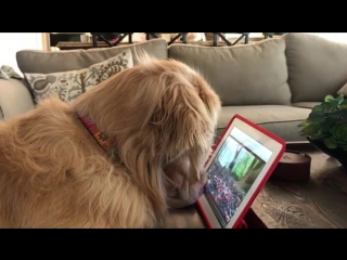 A golden retriever has apparently fallen in love at first sight with a squirrel he saw on a video on an ipad