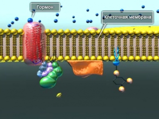 Биохимия передача гормонального сигнала через мембрану