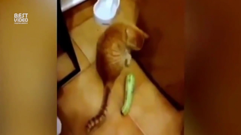 Шерстяные, ужас и зелёный дилдо