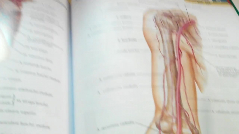 3 14 плечевая артерия