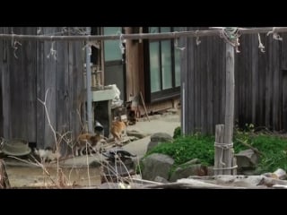 Aoshima japanese cat island