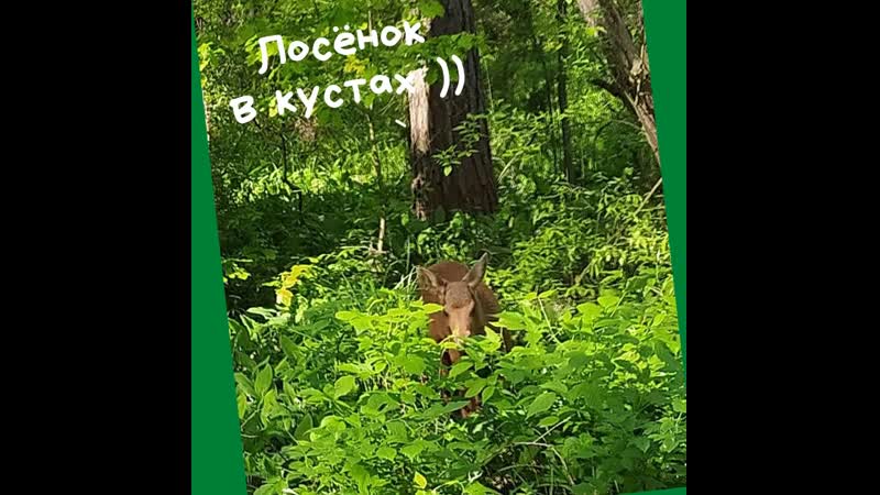 Лосёнок в кустах